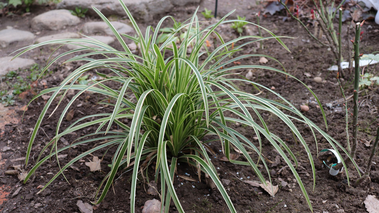 A small plug of 'Ice Dance' grows in a garden bed.