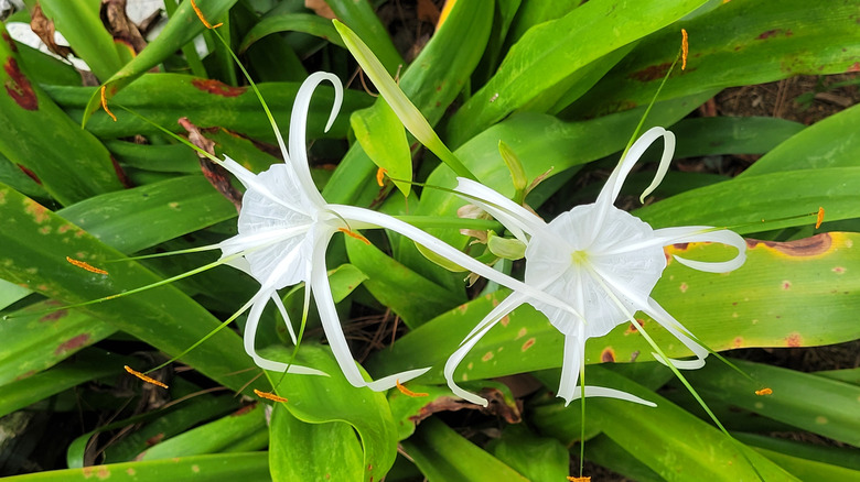 Hymenocallis littoralis with yellowing and browning leaves