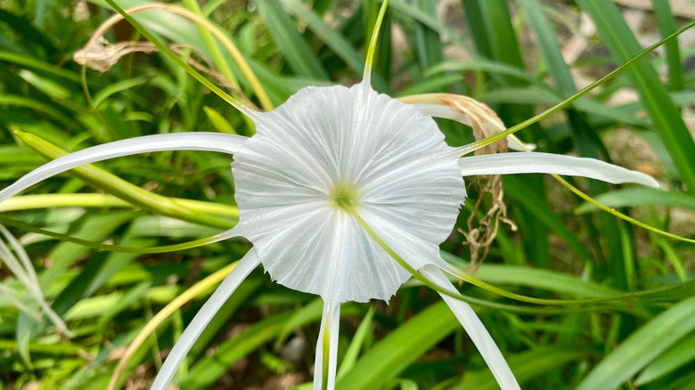 An up-close view of a white Hymenocallis littoralis bloom