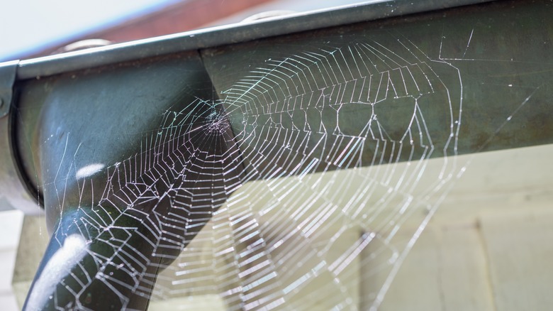 A spiderweb on a drain pipe