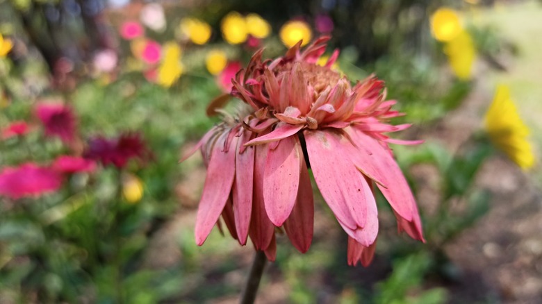 wilted flower in garden