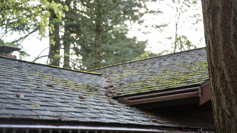 Mossy roof