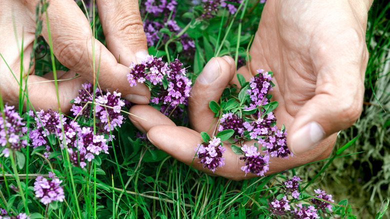 Hands gently touching creeping thyme