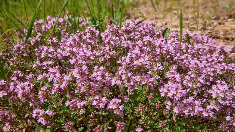 Bunch of creeping thyme 