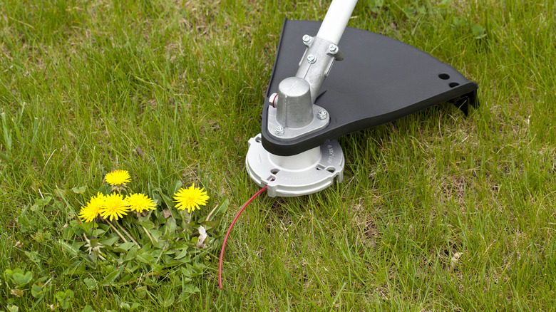 Weed cutter and dandelion weed