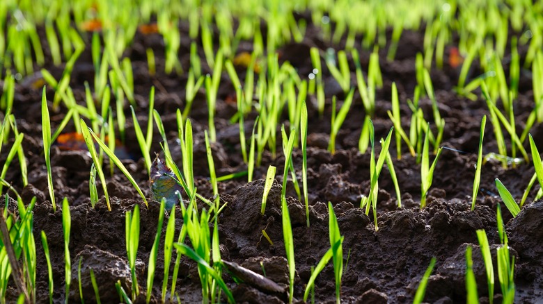 Topsoil and grass