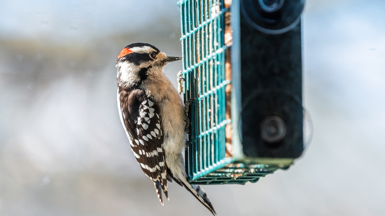 woodpecker eating suet