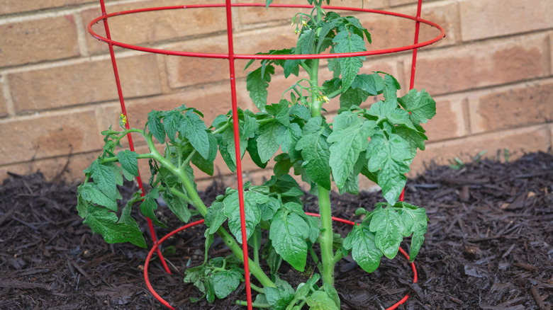 Newly planted tomato plant sits in a red tomato cage