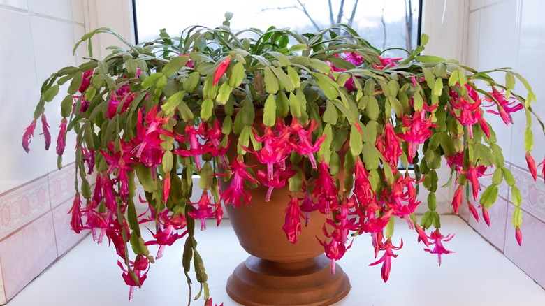 Christmas cactus on window