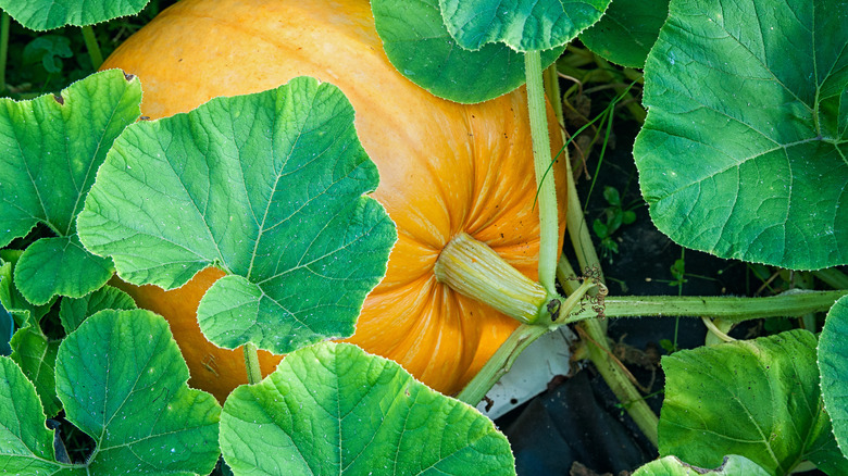 lifting pumpkin in the garden