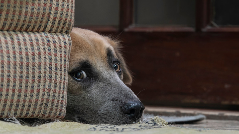 dog lying behind couch