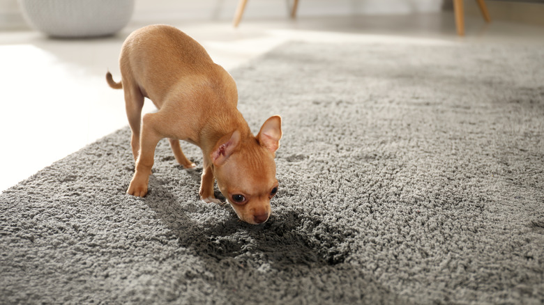 dog sniffing wet mark on carpet