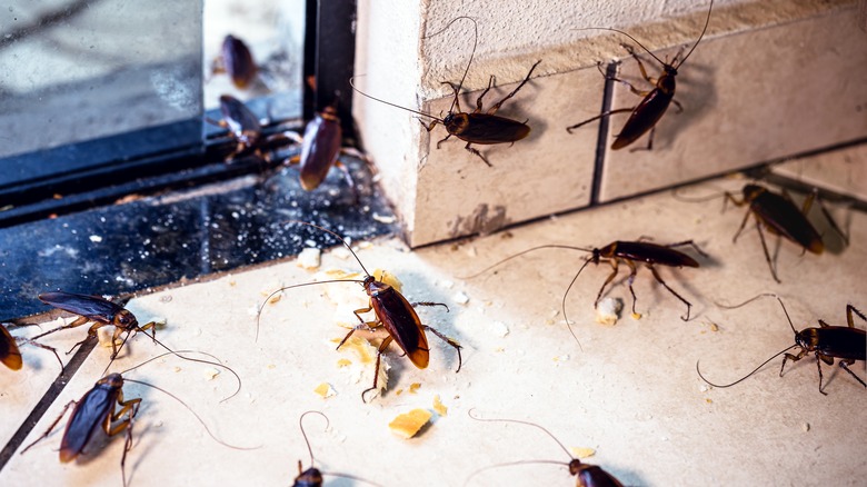 Cockroaches in apartment