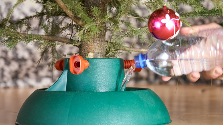 Pouring water in tree stand