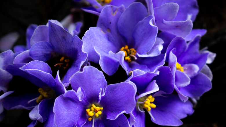 blue African violet in bloom