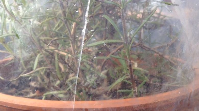 potted rosemary covered in plastic