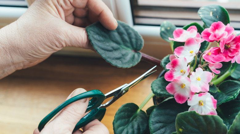 cutting African violet leaf