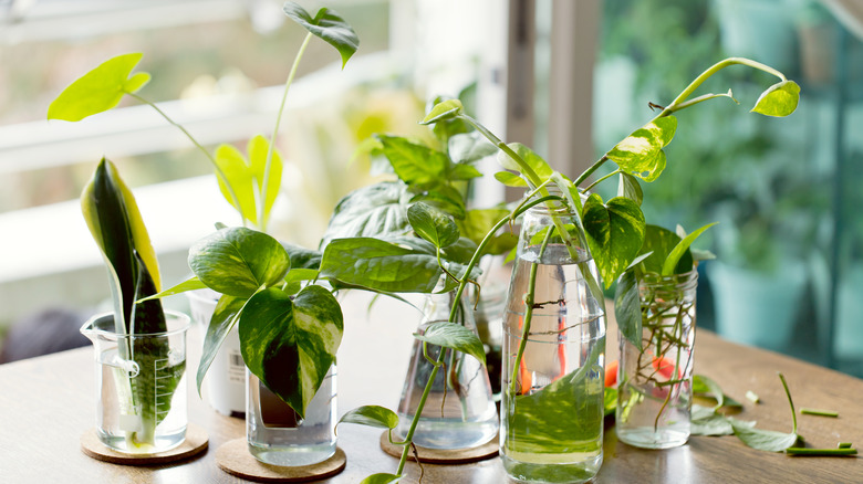 Plant cuttings root in clear glass jars