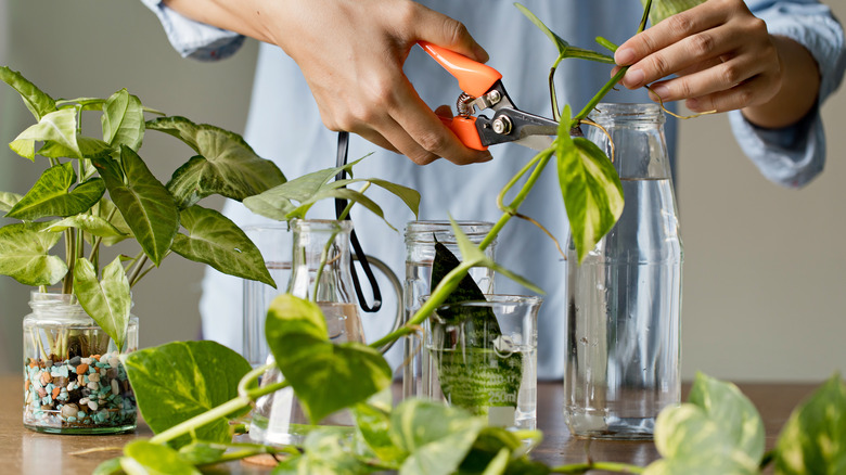 Gardener cuts a pothos plant to root in water