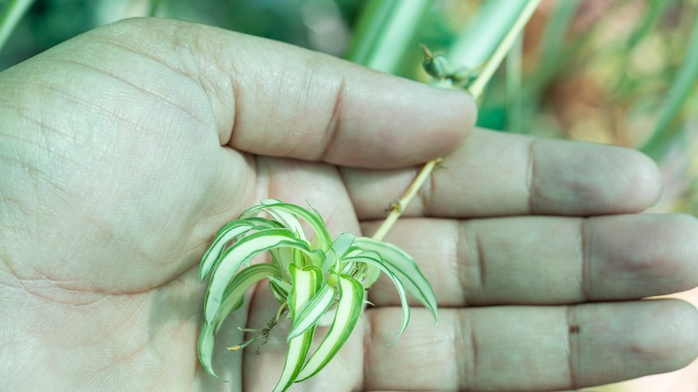 Person holding spiderette