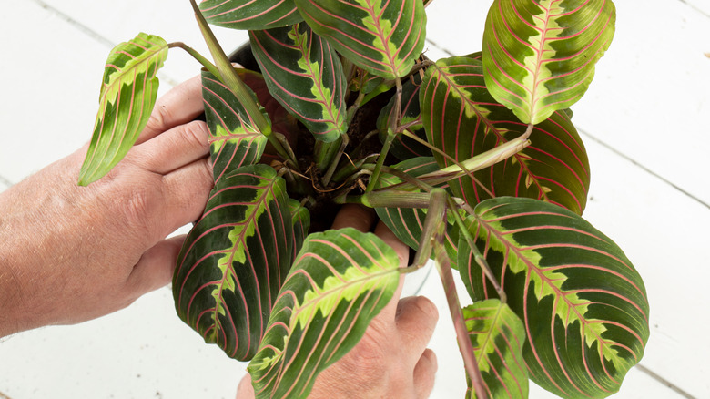 Checking prayer plant soil