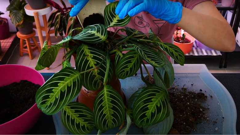 Repotting prayer plant