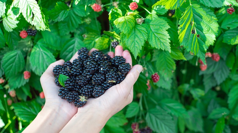 woman holding ripe blackberries