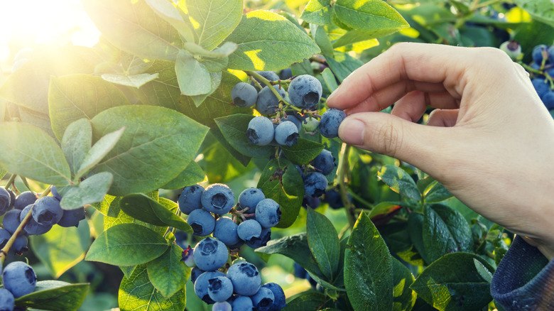 early morning blueberry picking