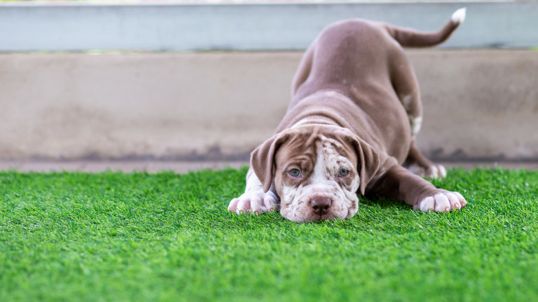 Pitbull playing on artificial grass