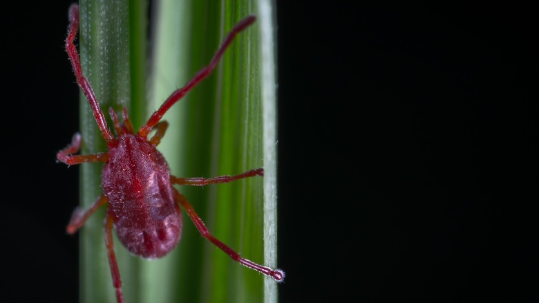 clover mite on green leaf