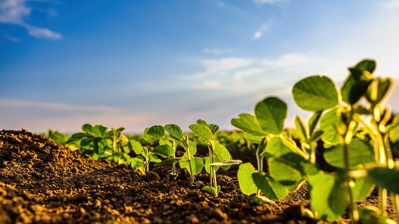 monoculture of plants in field