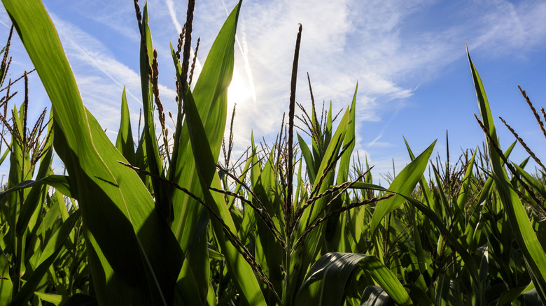 growing crops under blue sky