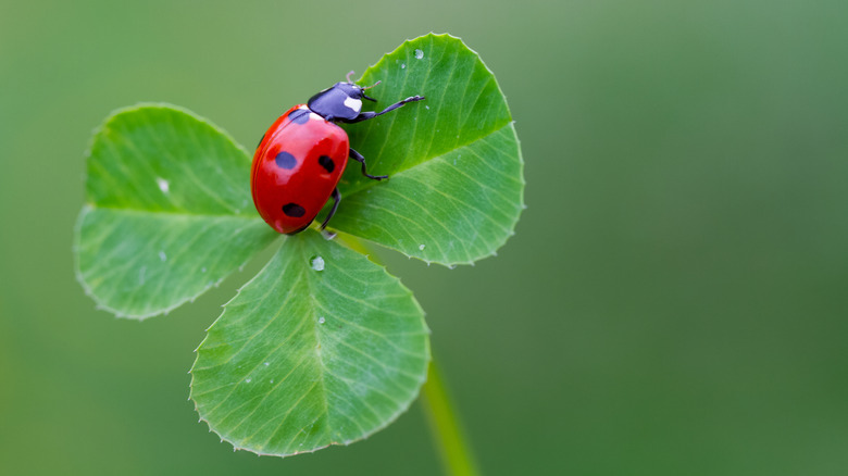 ladybug on clover plant