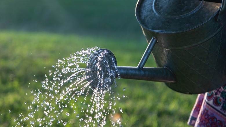 watering plants with watering can