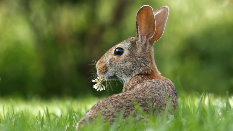 rabbit eating clover in field