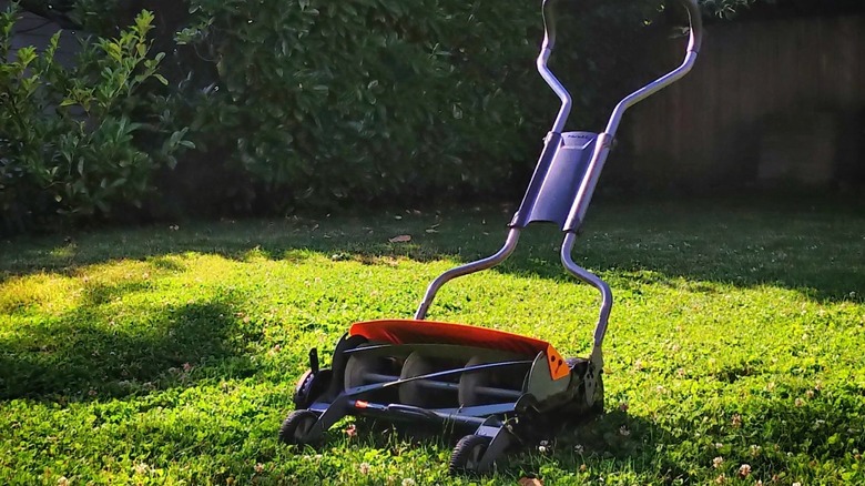 mowing a clover lawn