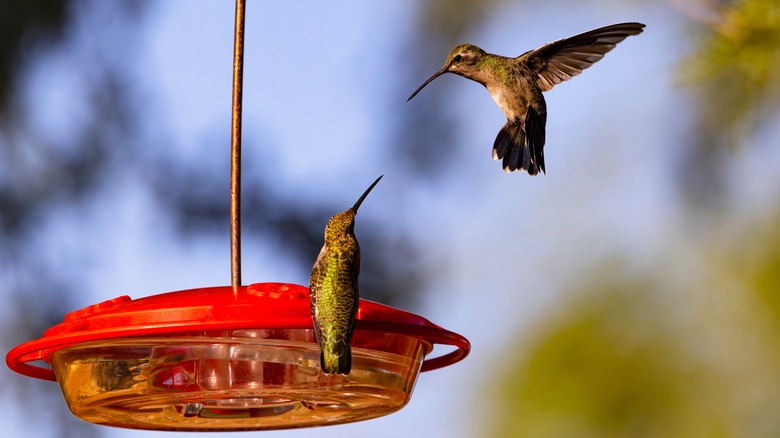 Hummingbirds at plastic feeder