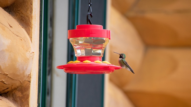 Hummingbird at plastic feeder