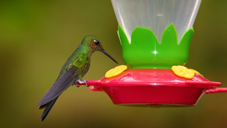 Hummingbird at plastic feeder