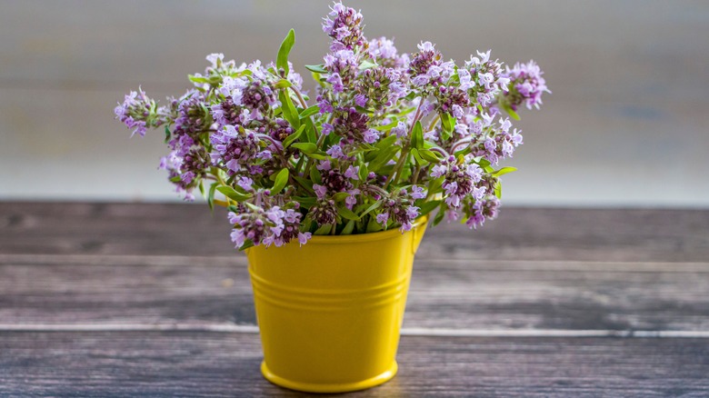 Creeping thyme in a yellow pot