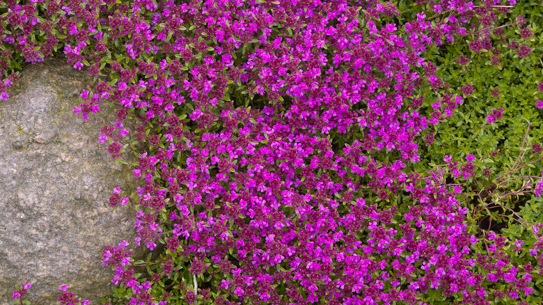 purple-flowering thyme in a rock garden