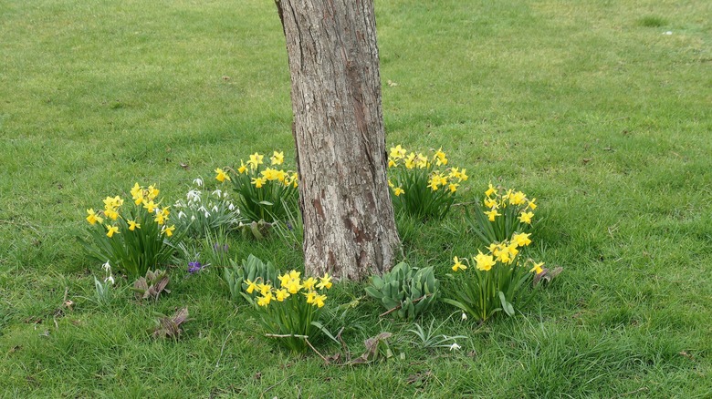 daffodils growing around tree