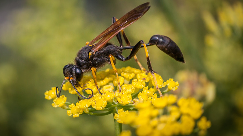 wasp feeding on a fennel flower