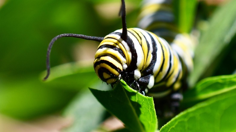 Monarch butterfly caterpillar feeding on milkweed