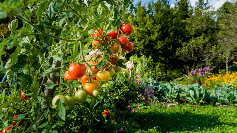 Tomatoes in a garden 