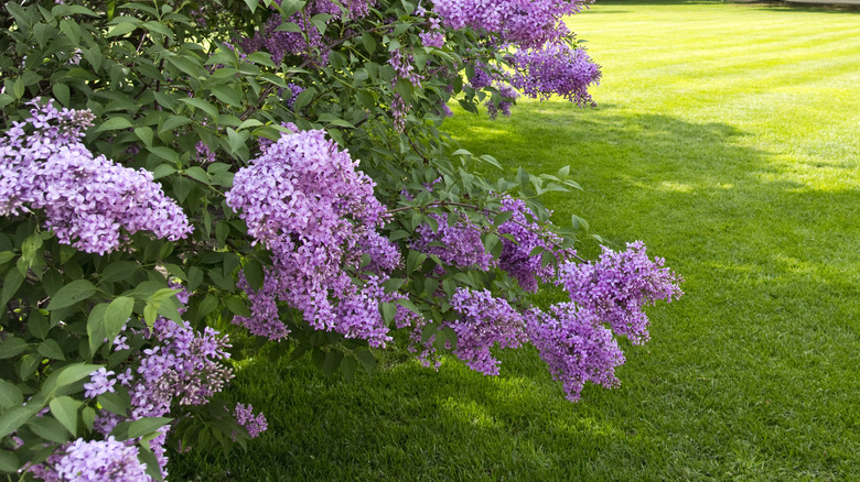 Lilac in full bloom