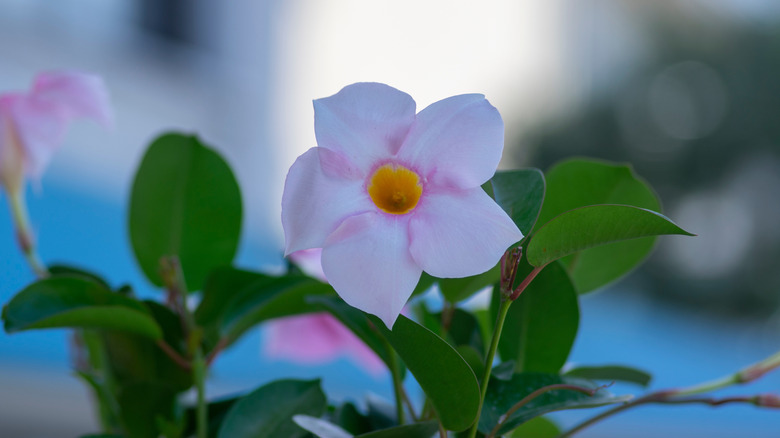 Pinkish white rock trumpet bloom up close