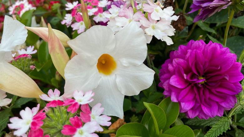 Rock trumpet blooms with other flowers, including lantana, in a flower bed