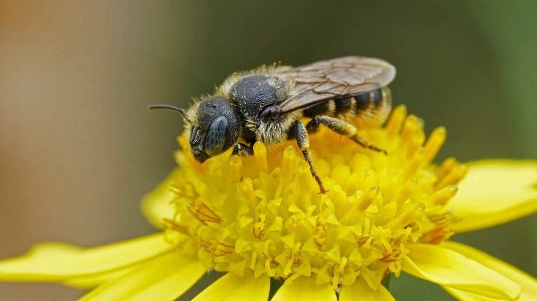 female mason bee on flower