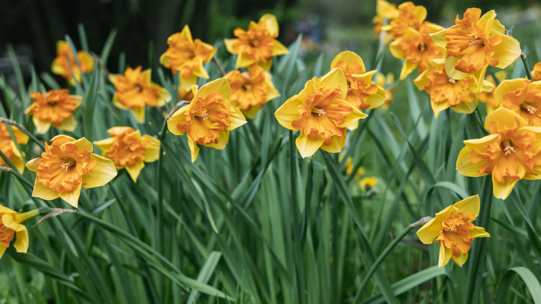 daffodils